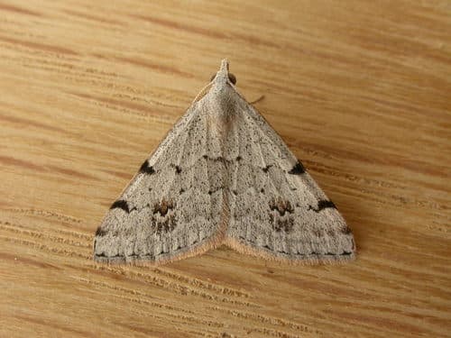 Pale Grey Heath Moth