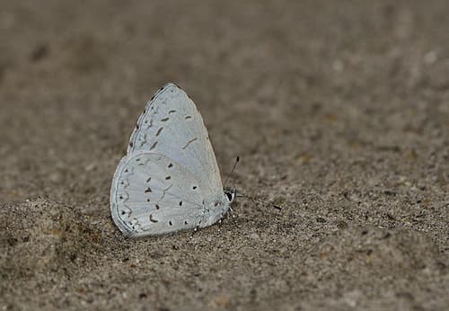 Pale Hedge Blue
