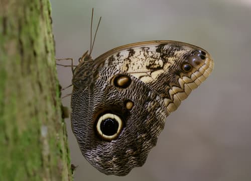 Pale Owl-Butterfly