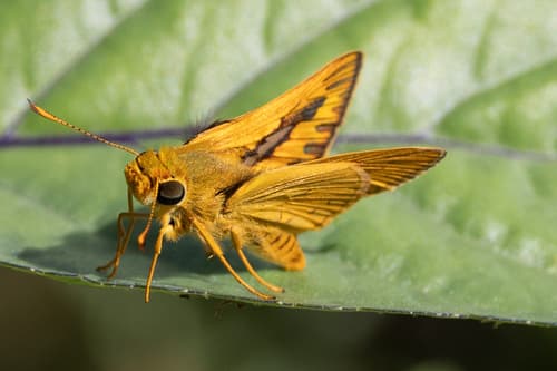 Pale Palm Dart