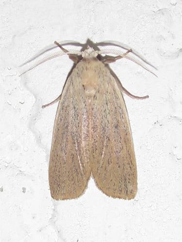 Pale Palpidia