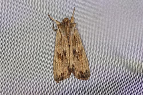 Pale Pinion