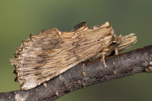 Pale Prominent