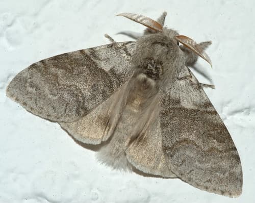 Pale Tussock Moth