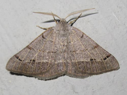 Pale-veined Isturgia