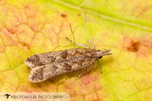 Palmerworm Moth