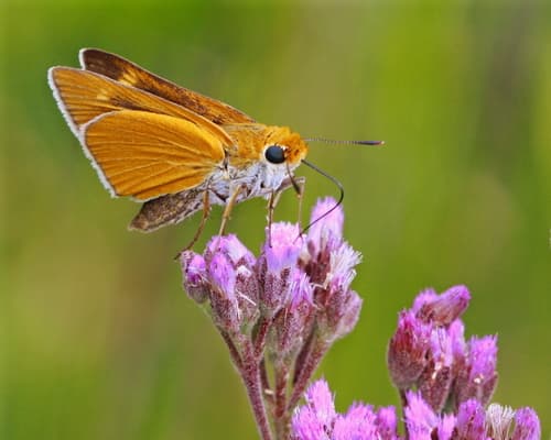 Palmetto Skipper