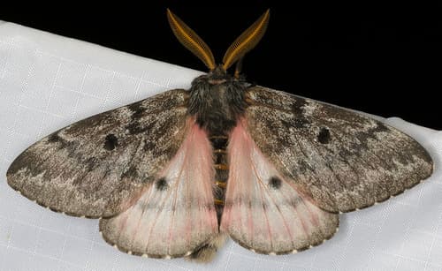 Pandora Pinemoth