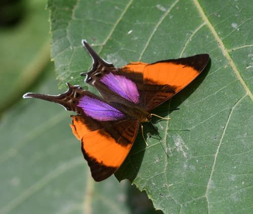 Pansy Daggerwing