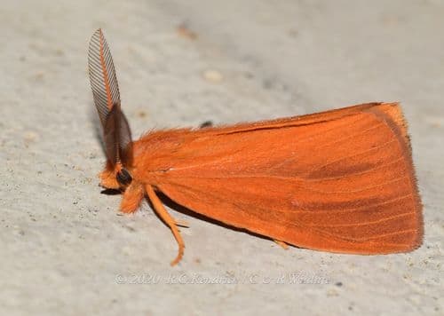 Substriped Pantana Moth