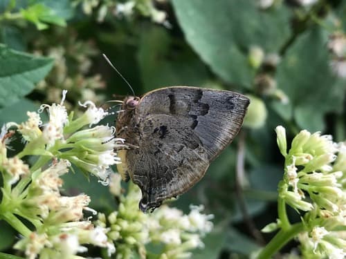 Hebrew Hairstreak