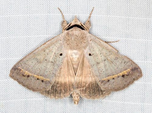 Pantydia capistrata