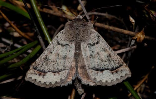 Diemen's Pantydia Moth