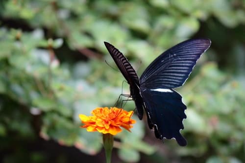 Demetrius Swallowtail