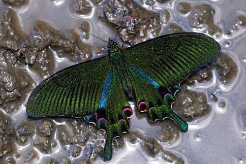 Hoppo's Green Swallowtail