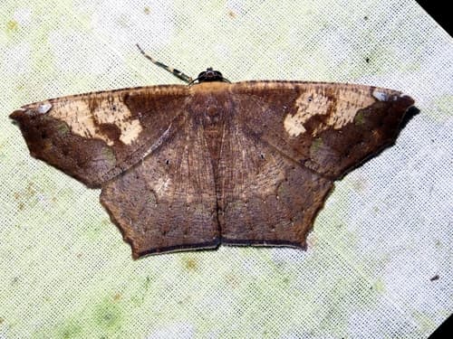 Paragonia cruraria
