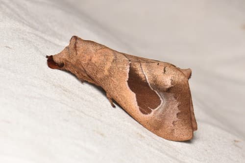 Plagifera Lappet Moth
