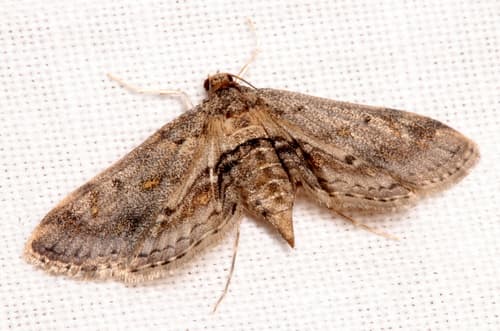 Crisonalis Water Moth