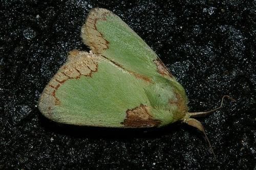 Consocia Slug Moth