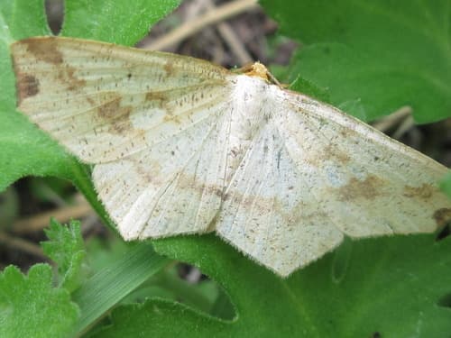 Pareclipsis gracilis