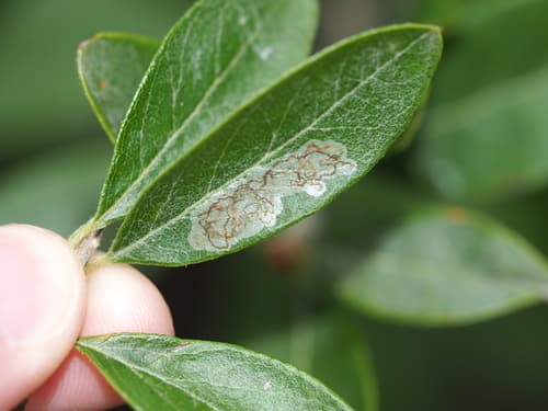 Bumelia Leafminer Moth
