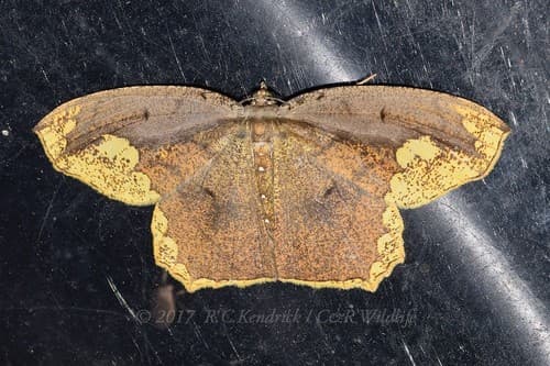 Pareumelea eugeniata