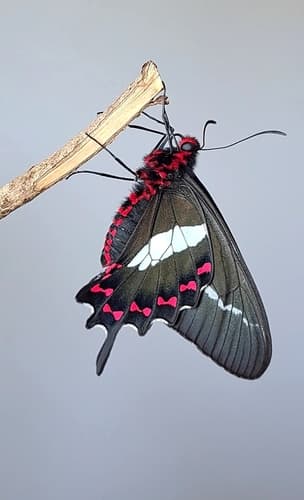 Bunichus Cattleheart