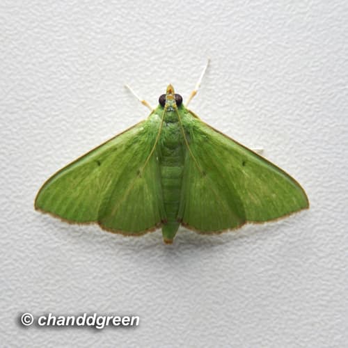 Green-bordered Pearl Moth