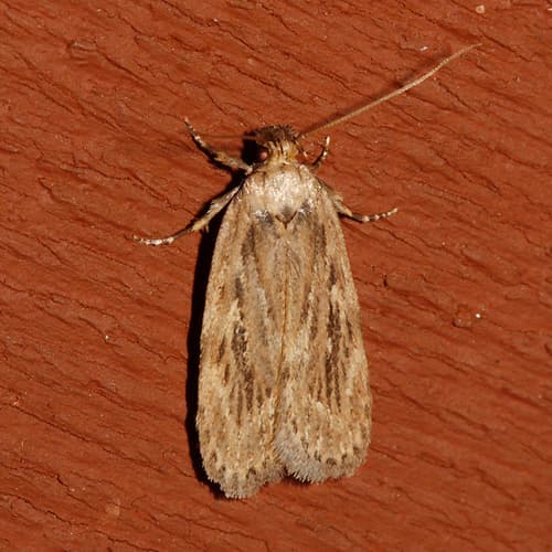 Parsnip Webworm