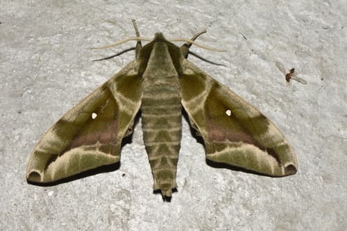 Large Olive Hawkmoth