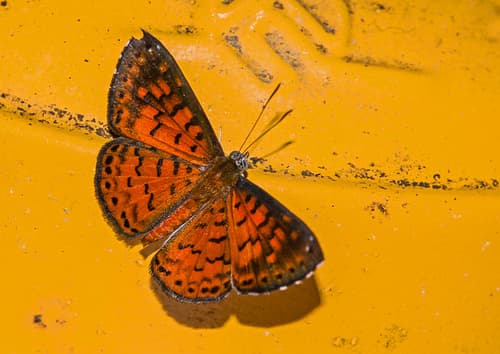 Lucian's Checkerspot