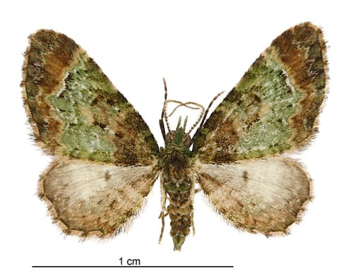 No widely recognized common name