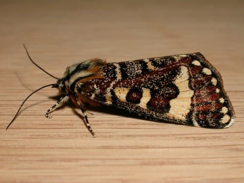 Pasture Day Moth