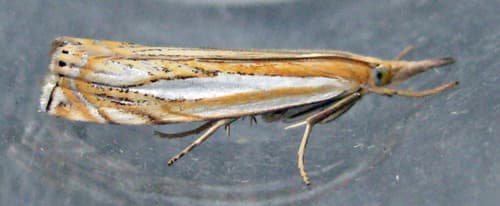 Pasture Grass-veneer