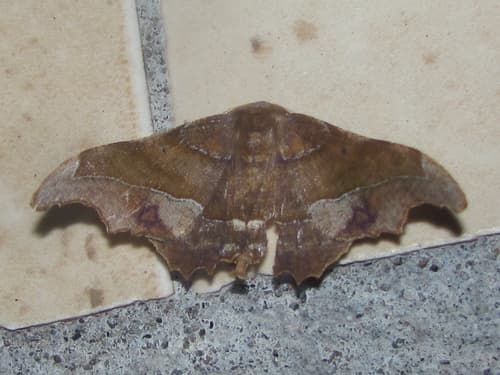 Patalene aenetusaria