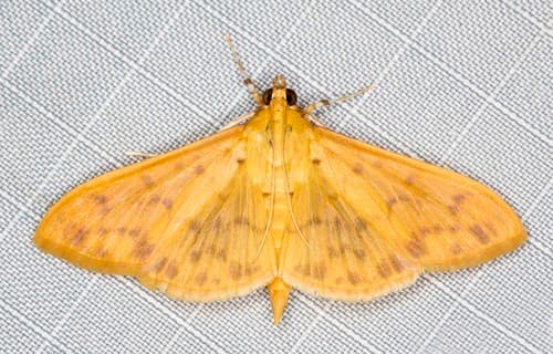 Banded Grass-moth