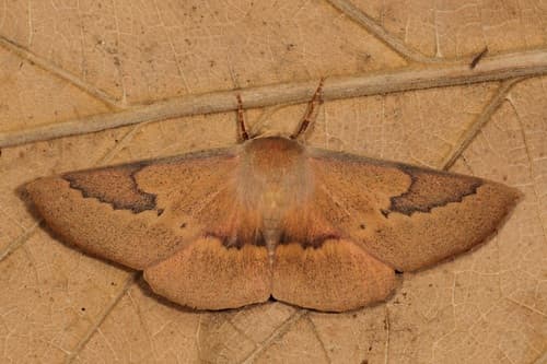 Patched Leaf Moth