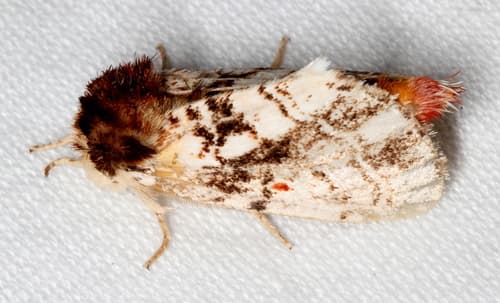 Patterned Notodontid