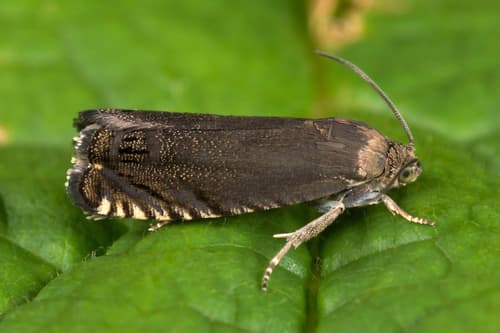 Pea Moth