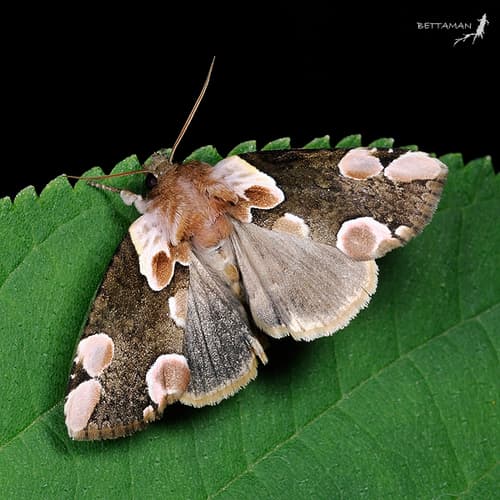 Peach Blossom Moth