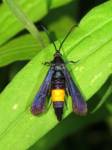 Peachtree Borer Moth