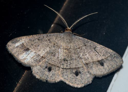 Peahen Moth