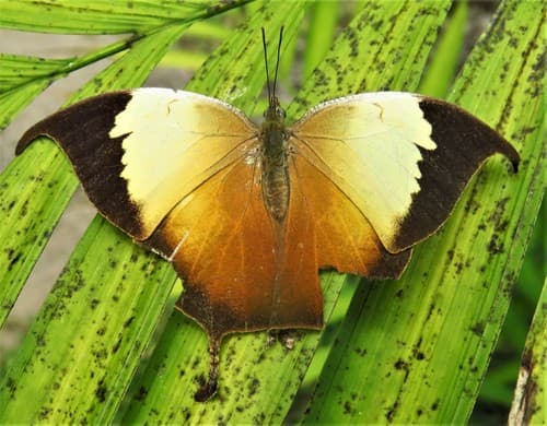Pearly Leafwing