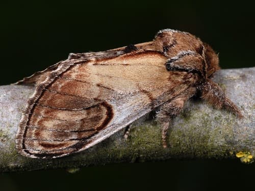 Pebble Prominent