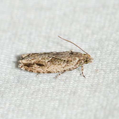 Pecan Bud Moth