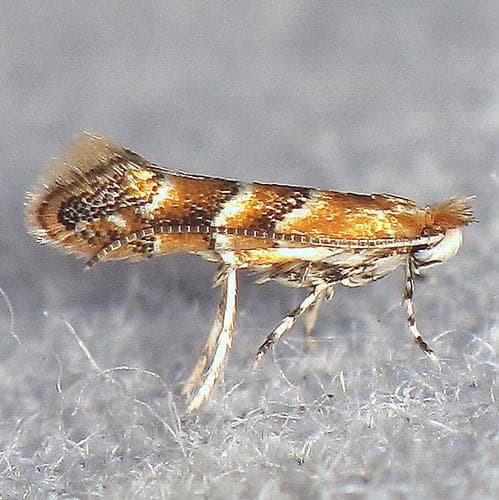 Pecan Leafminer Moth
