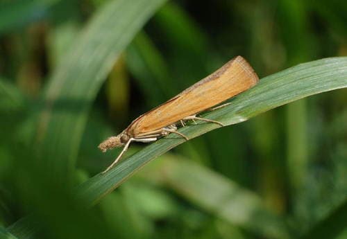 Straw-coloured Grass-veneer