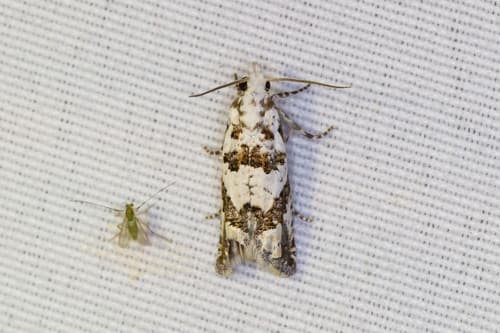 Pelochrista matutina