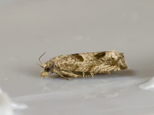 Pelochrista zomonana