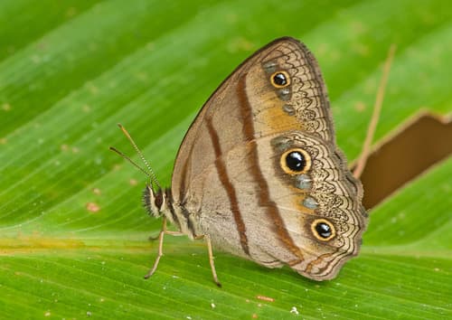 Penelope's Ringlet